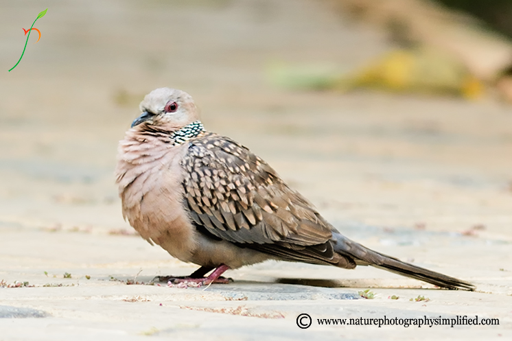 A Simple and Powerful Tip to Improve Your Bird Photography