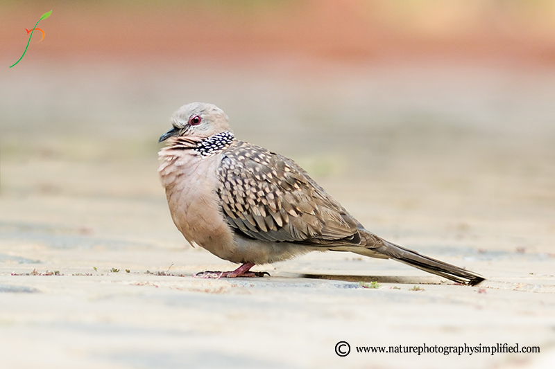 A Simple and Powerful Tip to Improve Your Bird Photography