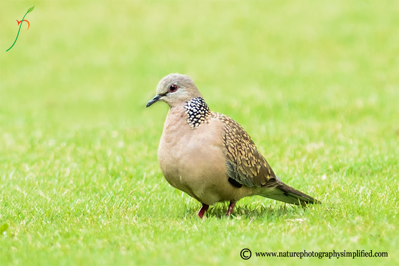 A Simple and Powerful Tip to Improve Your Bird Photography