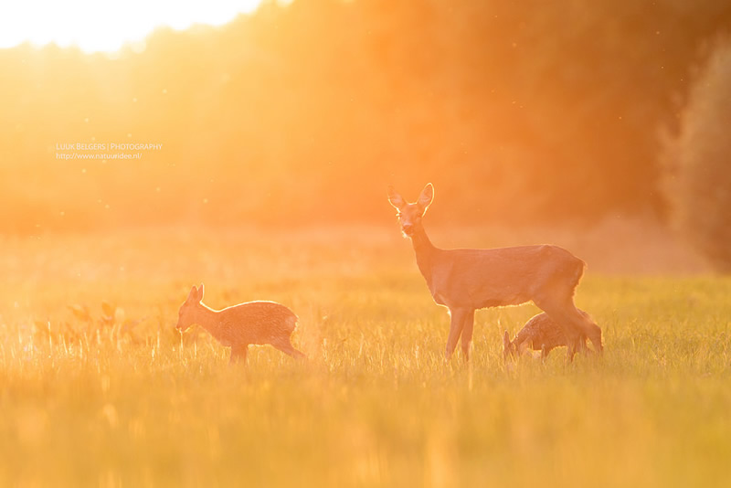 Mesmerizing Nature Photography by Luuk Belgers