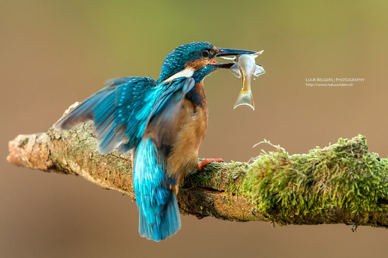 Mesmerizing Nature Photography by Luuk Belgers