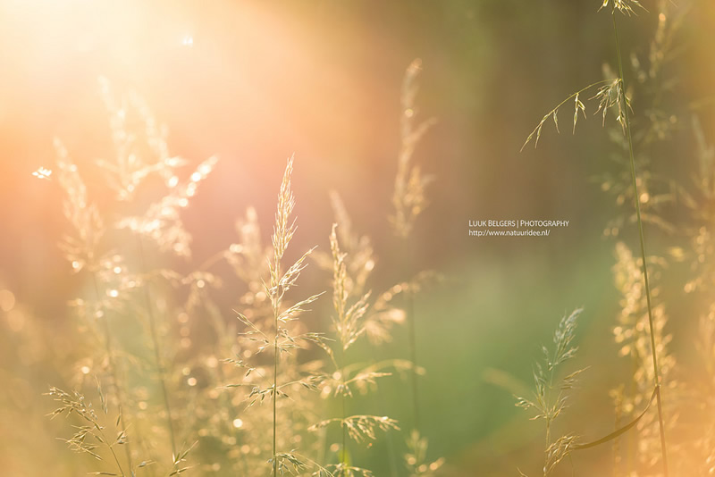 Mesmerizing Nature Photography by Luuk Belgers