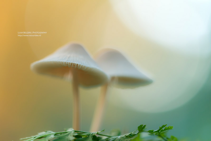 Mesmerizing Nature Photography by Luuk Belgers