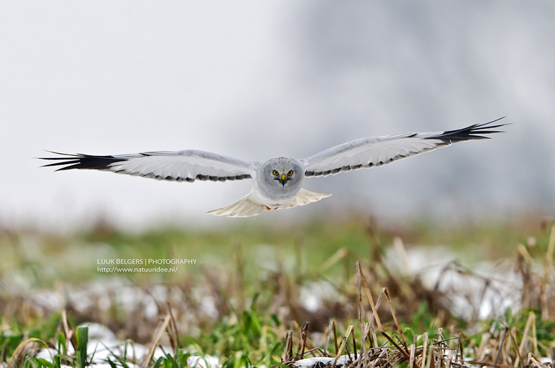 Mesmerizing Nature Photography by Luuk Belgers