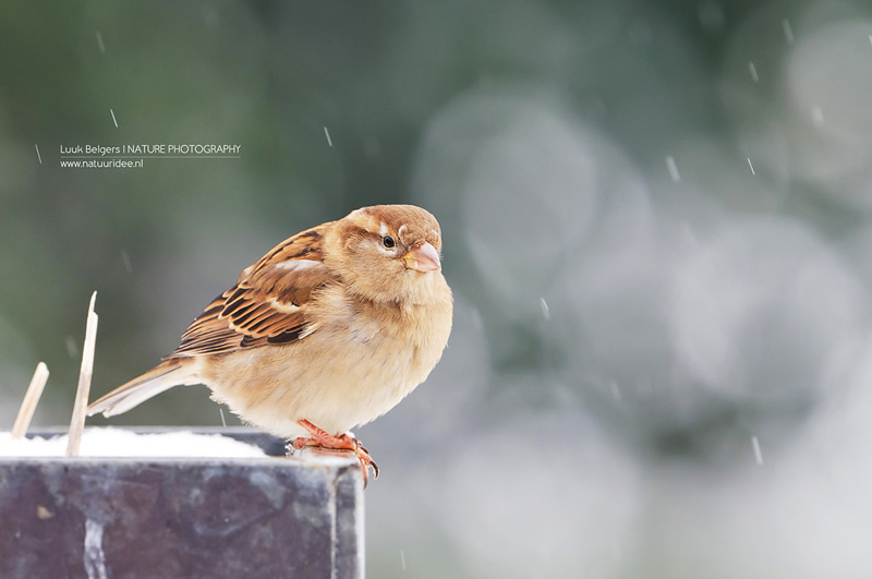 Mesmerizing Nature Photography by Luuk Belgers