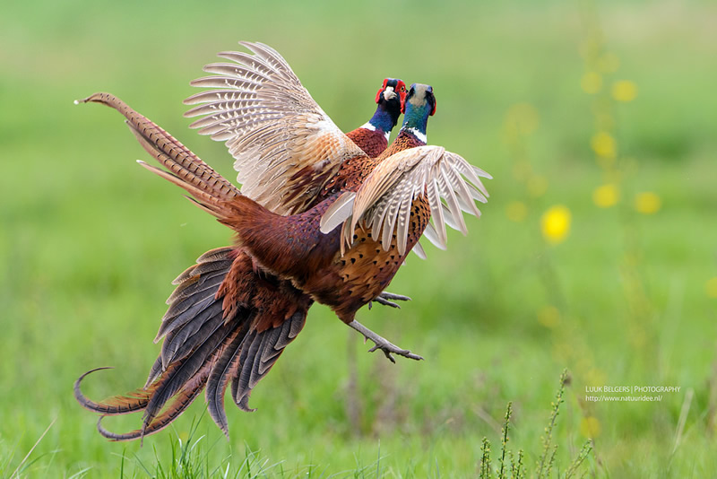 Mesmerizing Nature Photography by Luuk Belgers