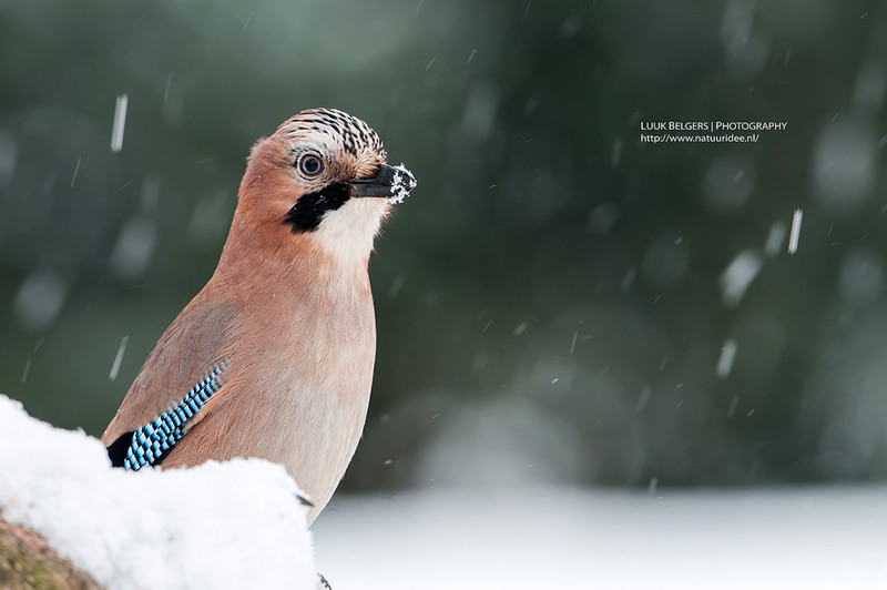 Mesmerizing Nature Photography by Luuk Belgers