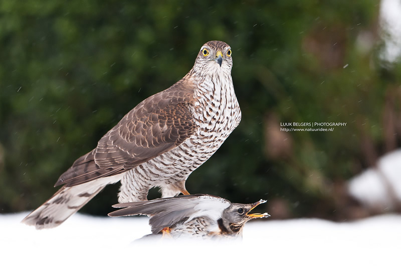 Mesmerizing Nature Photography by Luuk Belgers