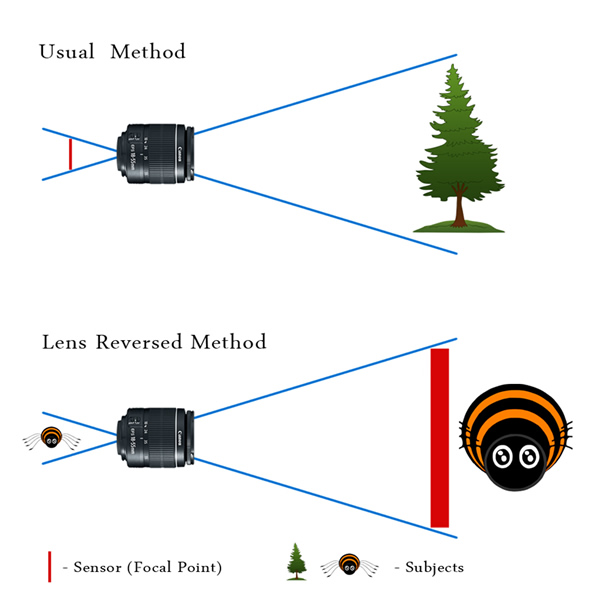 How to use Reverse Ring and Extension Tube for Macro Photography