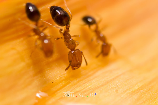 How to use Reverse Ring and Extension Tube for Macro Photography