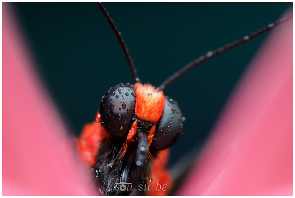 How to use Reverse Ring and Extension Tube for Macro Photography