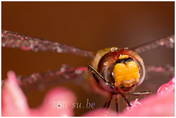 How to use Reverse Ring and Extension Tube for Macro Photography