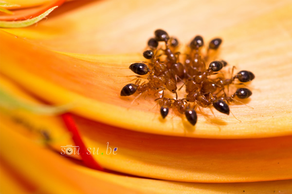 How to use Reverse Ring and Extension Tube for Macro Photography