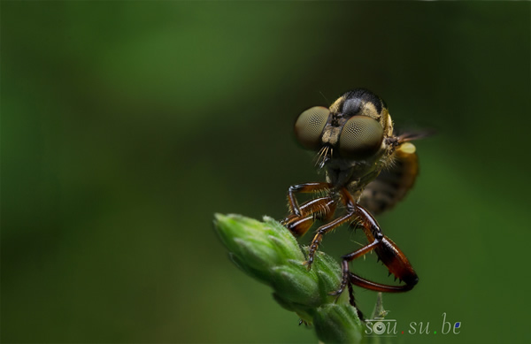 How to use Reverse Ring and Extension Tube for Macro Photography