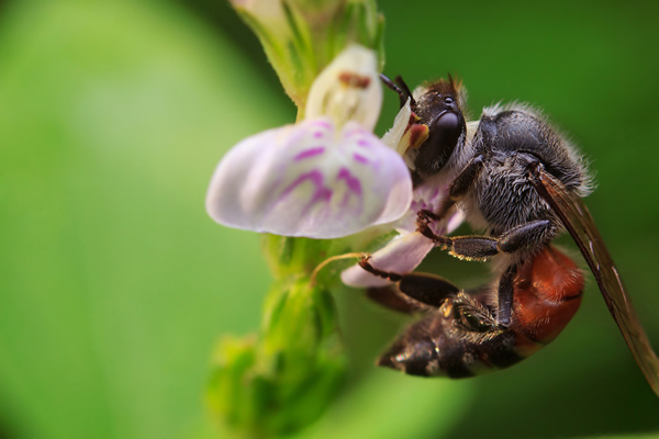 How to use Reverse Ring and Extension Tube for Macro Photography