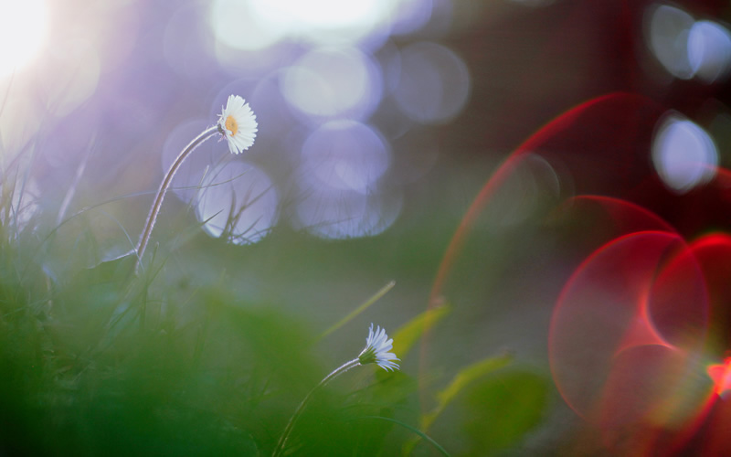 Beautiful Bokeh Photography Tips and Examples