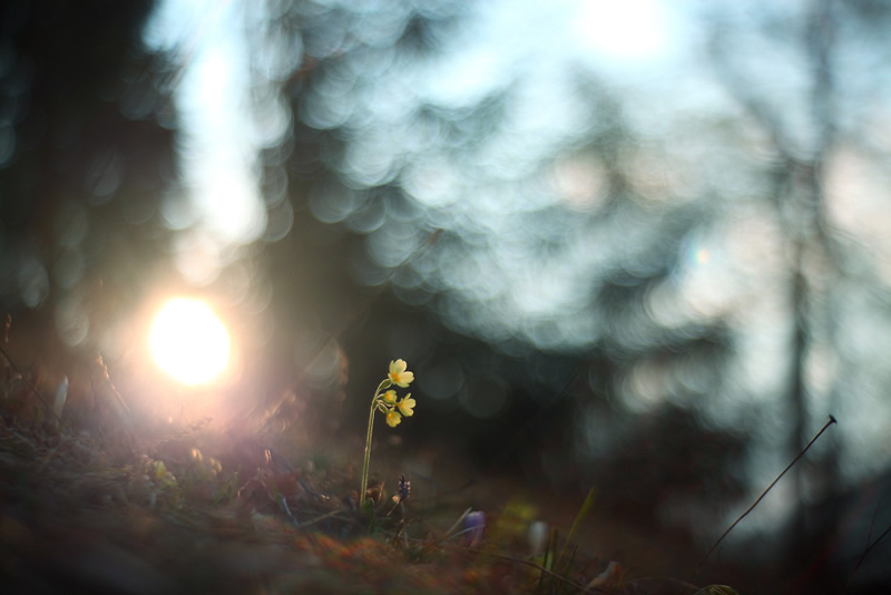 Beautiful Bokeh Photography Tips and Examples