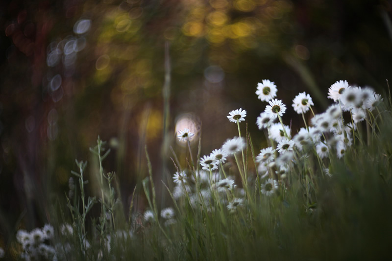 Ultimate Bokehlicious photos by Peter da Palmer