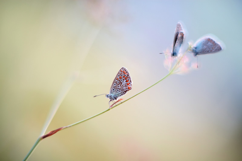 Ultimate Bokehlicious photos by Peter da Palmer