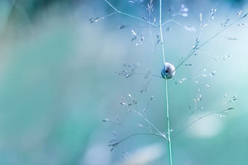 Florence Richerataux: This french Photographer takes craftsty and Bokehlicious Photographs of her garden