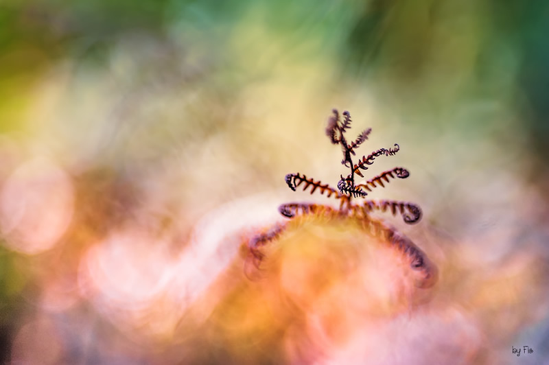 Florence Richerataux: This french Photographer takes craftsty and Bokehlicious Photographs of her garden