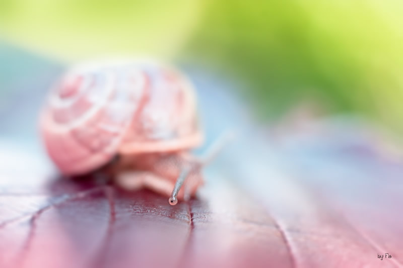 Florence Richerataux: This french Photographer takes craftsty and Bokehlicious Photographs of her garden