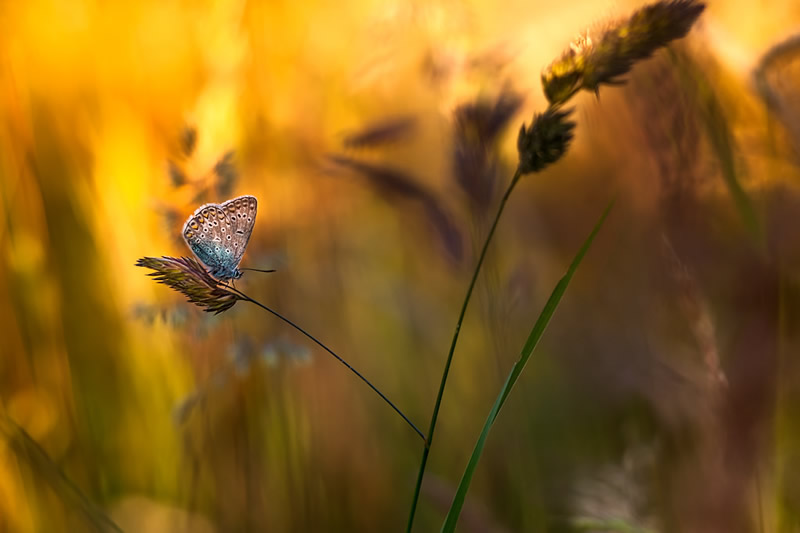 Florence Richerataux: This french Photographer takes craftsty and Bokehlicious Photographs of her garden