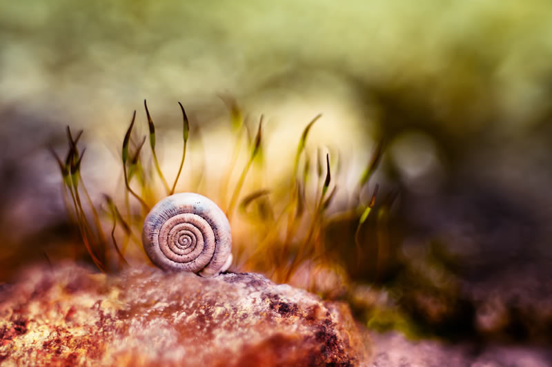 Florence Richerataux: This french Photographer takes craftsty and Bokehlicious Photographs of her garden