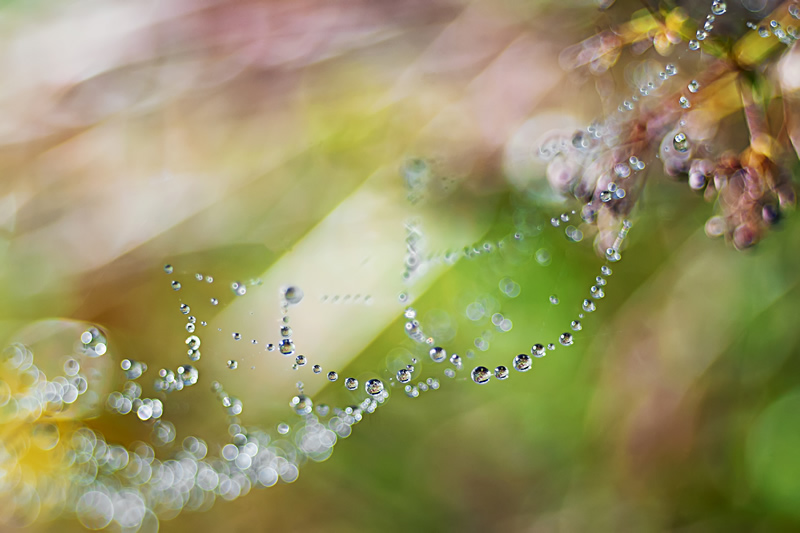 Florence Richerataux: This french Photographer takes craftsty and Bokehlicious Photographs of her garden