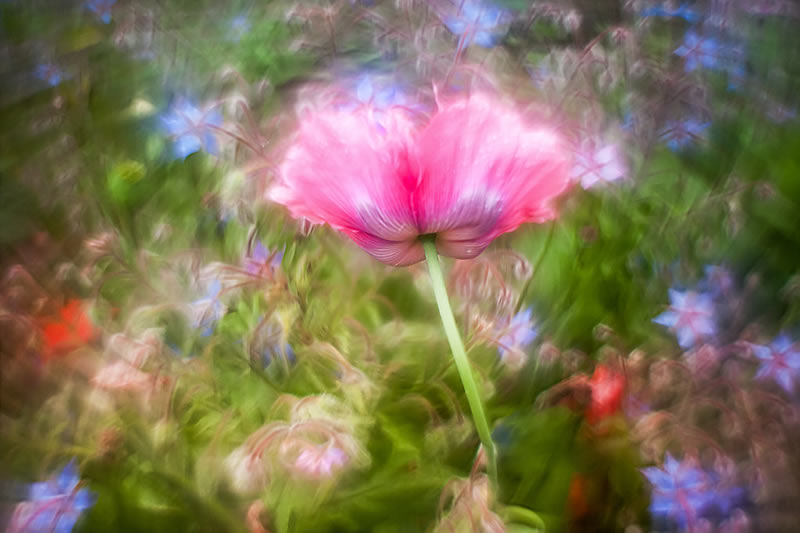 Florence Richerataux: This french Photographer takes craftsty and Bokehlicious Photographs of her garden