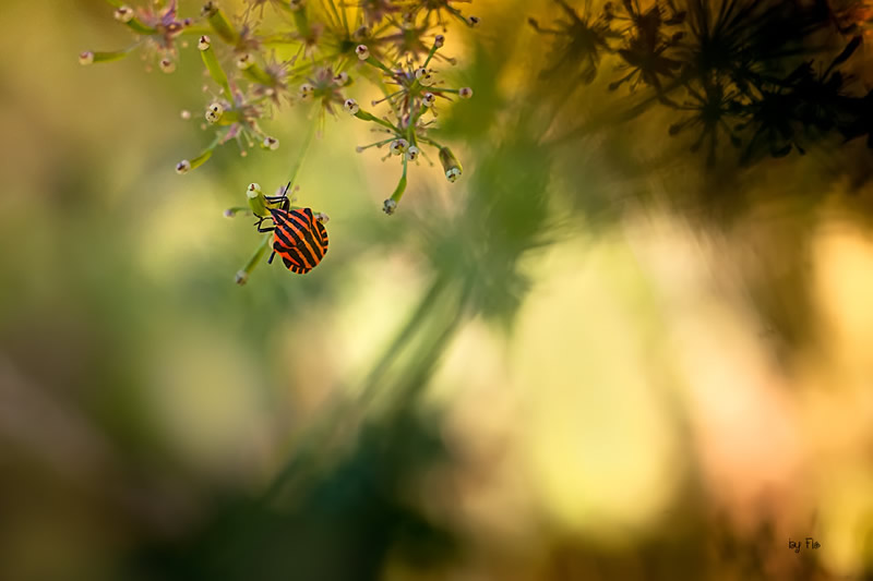 Florence Richerataux: This french Photographer takes craftsty and Bokehlicious Photographs of her garden