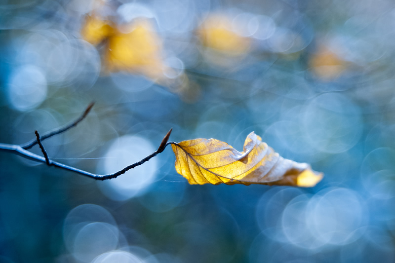 Beautiful Bokeh Photography Tips and Examples