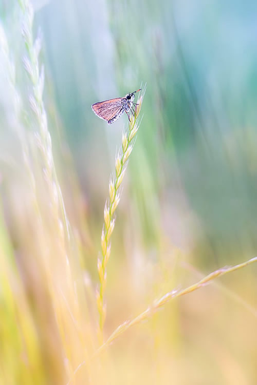 Florence Richerataux: This french Photographer takes craftsty and Bokehlicious Photographs of her garden