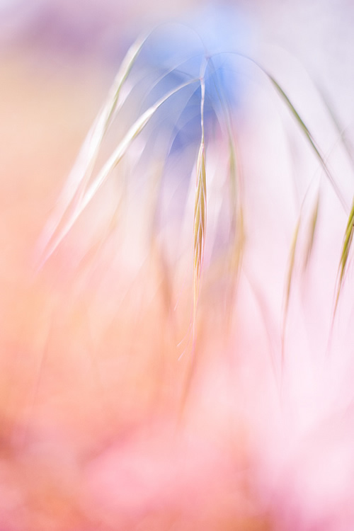 Florence Richerataux: This french Photographer takes craftsty and Bokehlicious Photographs of her garden