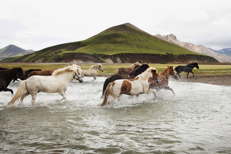 Gigja Einarsdottir is from Iceland and she loves to shoot horses in the most unbelievable way you will see