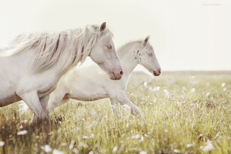 Gigja Einarsdottir is from Iceland and she loves to shoot horses in the most unbelievable way you will see