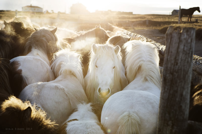 Gigja Einarsdottir is from Iceland and she loves to shoot horses in the most unbelievable way you will see