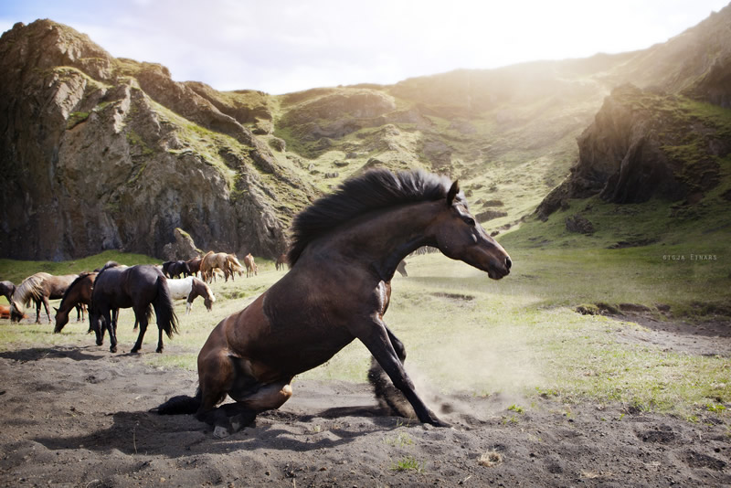 Gigja Einarsdottir is from Iceland and she loves to shoot horses in the most unbelievable way you will see