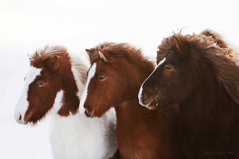 Gigja Einarsdottir is from Iceland and she loves to shoot horses in the most unbelievable way you will see