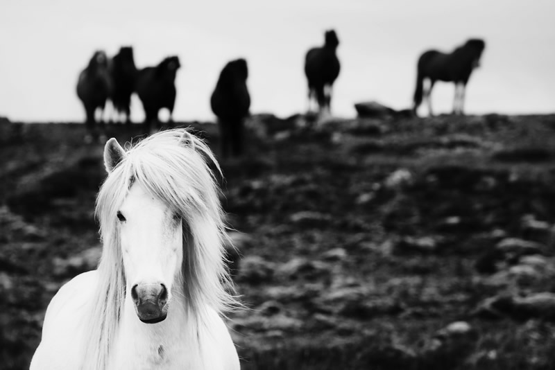 Gigja Einarsdottir is from Iceland and she loves to shoot horses in the most unbelievable way you will see