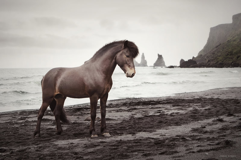 Gigja Einarsdottir is from Iceland and she loves to shoot horses in the most unbelievable way you will see