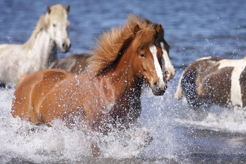 Gigja Einarsdottir is from Iceland and she loves to shoot horses in the most unbelievable way you will see