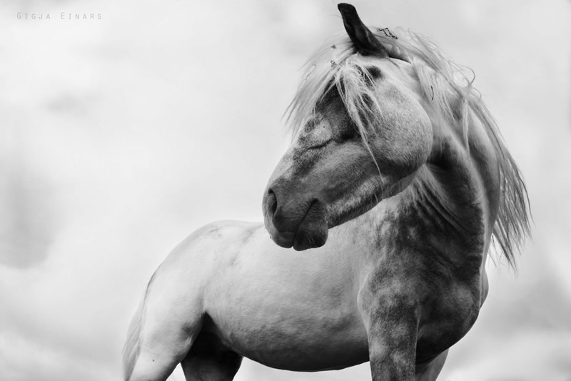 Gigja Einarsdottir is from Iceland and she loves to shoot horses in the most unbelievable way you will see