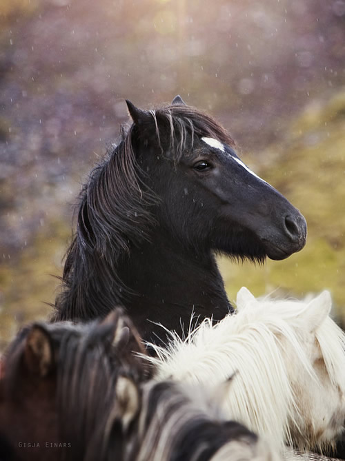 Gigja Einarsdottir is from Iceland and she loves to shoot horses in the most unbelievable way you will see