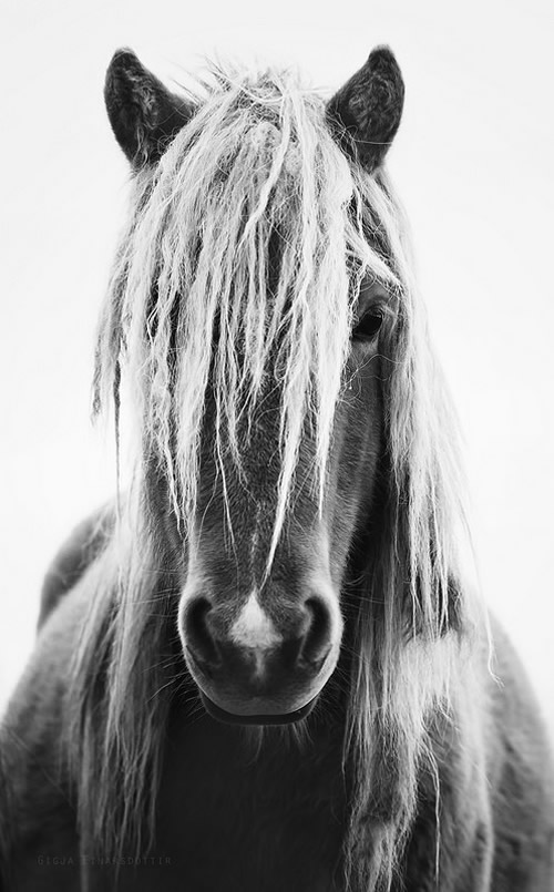 Gigja Einarsdottir is from Iceland and she loves to shoot horses in the most unbelievable way you will see