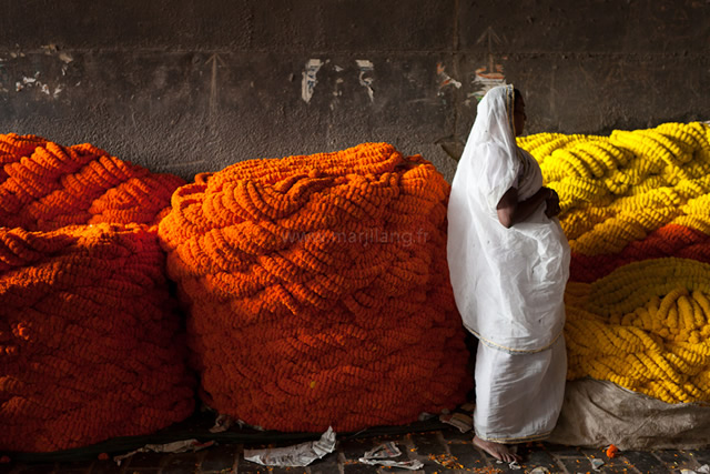 Marigold Flower Garlands, Flower Market, Kolkata, India