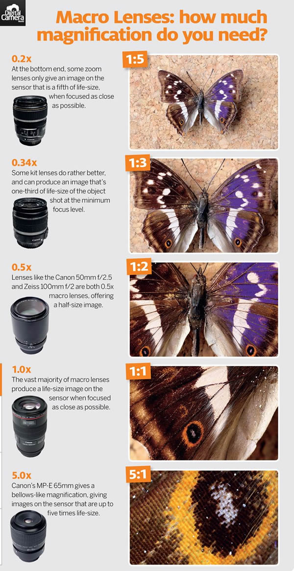 Macro Lenses: How much magnification do you need?