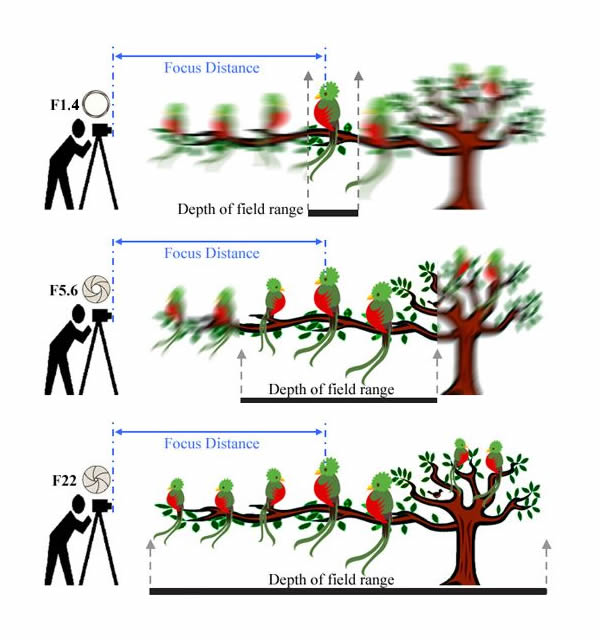 Understanding Depth of Field