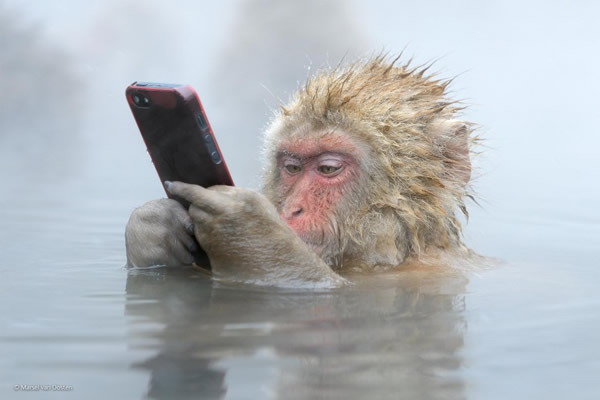 'Facebook Update' by Marsel van Oosten