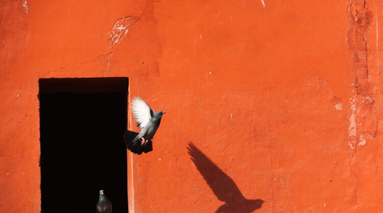 Birds in Street Photography